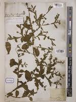 Image result for Sphaeranthus africanus