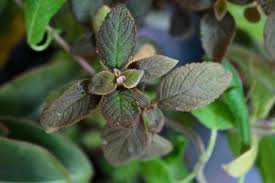 Image result for Kohleria