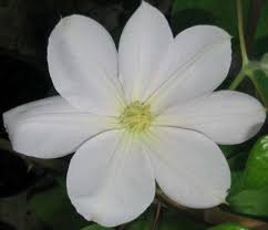 Erleben sie zuverlässige pharmazeutische beratung. Clematis Marie Boisselot Taylors Clematis