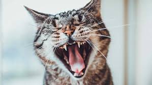 Do kitten teeth fall out? Kitten Teething Cat Advice Purina One