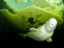 Best Travel Pictures Of 2011 Named Beluga Whale Animals Beluga