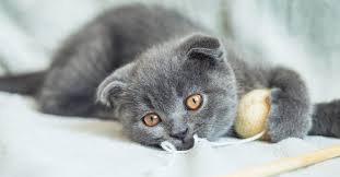 Grey cats are some of the most beautiful of all cats and often have sharp, penetrating yellow or green eyes, which contrasts in a very cool way with their gray coat. 10 Best Names For Gray Cats Updated October 2020