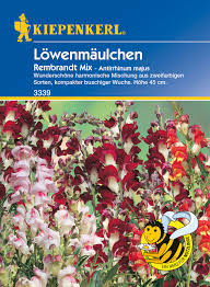 Das erste gemälde mit blumen (zinnien und löwenmäulchen) ist merkwürdigerweise erst aus dem jahr 1938 bekannt. Kiepenkerl Lowenmaulchen Rembrandt Meingartencenter24 De Garten Online Shop Weber Grill