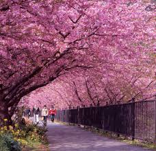 Japan Cherry Blossom Okinawa Japan Okinawa Japan Travel