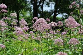 Image result for Pycreus mortonii