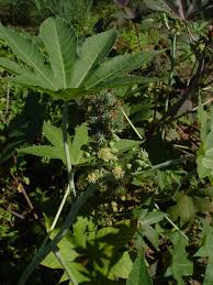 Image result for Erythrococca atrovirens