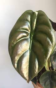We did not find results for: Alocasia Cuprea Red Secret 20cm 6 Leaves Listing
