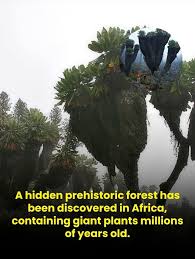 Image result for Erythrina sacleuxii