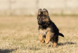 Damit er ausgeglichen ist, sein leistungspotential ausschöpfen und seine talente entwickeln kann. Schaferhund Welpen Schaeferhundseite De