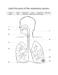 Picture With Label Respiratory System Drawing Label