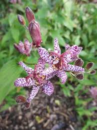 Image result for Tricyrtis `Black Beauty`