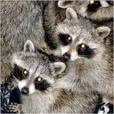 Baby Raccoons How To Tell If Raccoon Is A Baby Critter Control