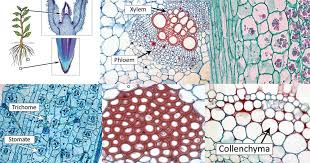 Plant cells are eukaryotic cells present in green plants, photosynthetic eukaryotes of the kingdom plantae. Types Of Plant Cell Definition Structure Functions Diagrams In 2021 Plant Cell Types Of Plants Cell Definition