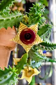 Image result for Huernia zebrina