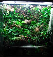 Large Viv Help In Setup Please Dial Up Danger Orchid Board Most Complete Orchid Forum On The Web Orchids Reptile Tank Terrarium