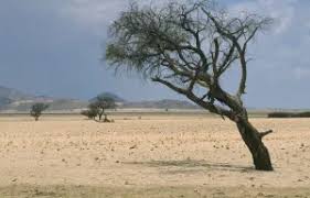 Image result for Acacia erioloba