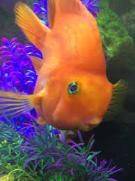 Pin On Amazing Fish Acquariums