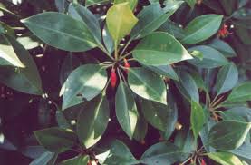 Image result for Bruguiera