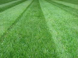 A dad and son trio excited to serve others and spend time working hard together. Maintain Blake Miller Lawn Landscape