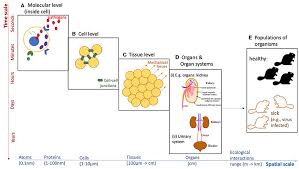 Image result for Science Math Applications Mathematical Biology Events