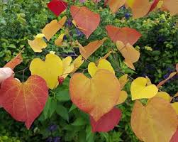 Maybe you would like to learn more about one of these? Cercis Flamethrower Garden Whimsy Plants Whimsy