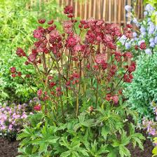 Uitzonderingen zijn de wintergroene vaste planten die bovengronds niet afsterven. Astrantia Major Star Of Love Stjarnflocka C11cm