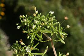 Image result for Crassula expansa