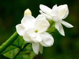 Jasmine Jasmine Plant Jasmine Plant Indoor Fragrant Plant