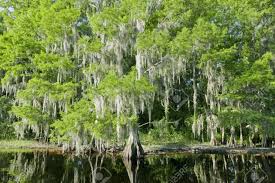 This stately tree makes a good specimen for parks and large lots. Bald Cypress Trees Reflecting In The Water In A Florida Swamp Stock Photo Picture And Royalty Free Image Image 8532192