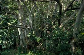 Image result for Ficus trichopoda