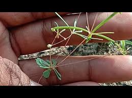 Image result for Hypertelis cerviana