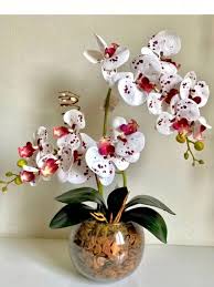 Image result for Ypsilopus erectus