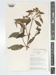 Image result for Haumaniastrum