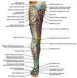 Anatomie Heup Bovenbeen Knie Onderbeen Enkel Voet Acetabulum Collum Femoris Trachanter Femur Epicondyl Meniscus Kr Menselijke Anatomie Anatomie Spier Anatomie