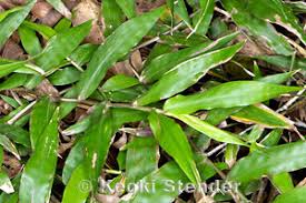 Image result for Oplismenus hirtellus