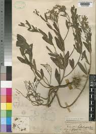 Image result for Aeollanthus