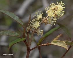 Image result for Croton gratissimus