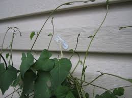 You can add them along the sides of the cabinets to hold up baskets and bins for tucking. Use Command Strips And Hooks To Train Vines Up Vinyl Siding Plant Leaves Vinyl Siding Vines