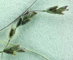 Image result for Eragrostis pilosa