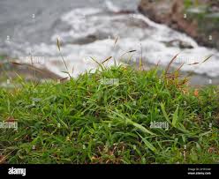 Image result for Ischaemum