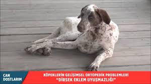 Kopeklerde Dirsek Eklem Uyusmazligi Youtube
