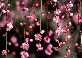 Gratis untuk komersial tidak perlu kredit bebas hak cipta. Download Gambar Bunga Sakura Khas Jepang Wallpaper Bunga Indah Bunga Sakura Estetika Bunga