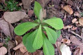 Image result for Synadenium kirkii