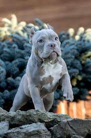pin on 2021 satilik american bully fiyatlari