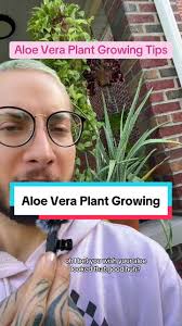Caring for Aloe Vero Plant