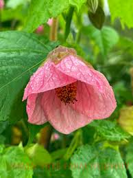 Image result for Abutilon