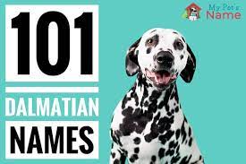 It can be obtained by combining puppy medals, pongo, and perdita. 101 Dalmatian Names A Z List Of Every Dog Name From 101 Dalmatians My Pet S Name