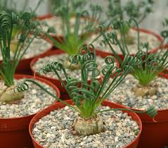 Image result for Albuca kirkii