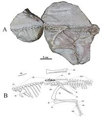 Image result for Menisorus