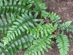 They exist in both wild and cultivated forms. Polystichum Acrostichoides Christmas Dagger Christmas Dagger Fern Christmas Fern North Carolina Extension Gardener Plant Toolbox